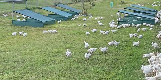 660px-1.-Screenshot-2024-10-21-at-1.16.00 PM evenly